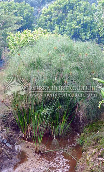 Cyperus paparus